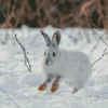 Snowshoe Hare Diamond Painting