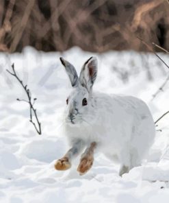 Snowshoe Hare Diamond Painting