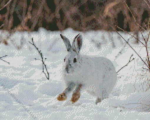 Snowshoe Hare Diamond Painting