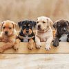 Staffordshire Terrier Puppies Diamond Painting