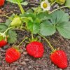 Strawberry Plant Diamond Painting