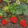 Strawberry Plant Diamond Painting