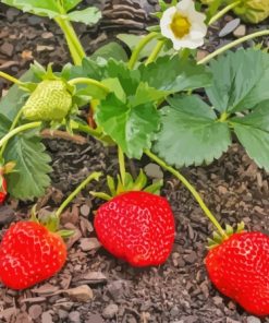 Strawberry Plant Diamond Painting