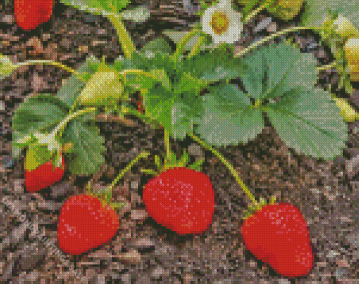 Strawberry Plant Diamond Painting