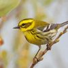 Townsends Warbler Bird Diamond Painting