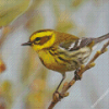 Townsends Warbler Bird Diamond Painting