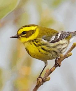 Townsends Warbler Bird Diamond Painting