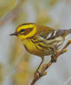 Townsends Warbler Bird Diamond Painting