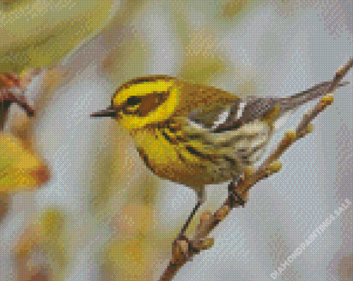 Townsends Warbler Bird Diamond Painting