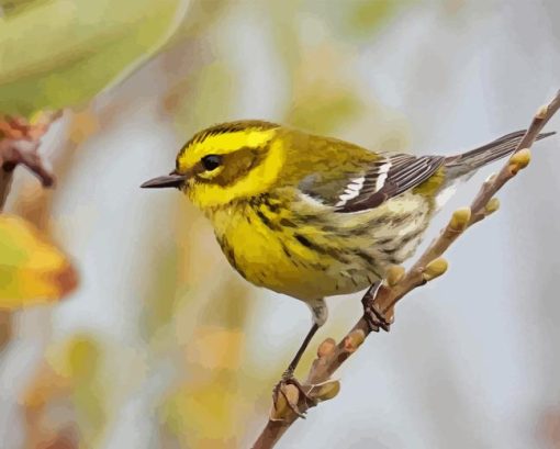 Townsends Warbler Bird Diamond Painting