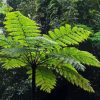 Tree Fern Diamond Painting