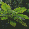 Tree Fern Diamond Painting