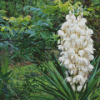 Yucca Flowers Diamond Painting