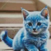 Baby Blue Cat Diamond Painting