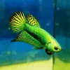 Betta Smaragdina Diamond Painting
