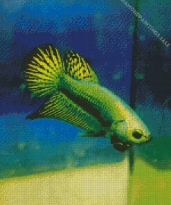 Betta Smaragdina Diamond Painting