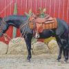 Black Western Horse Diamond Painting