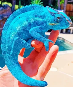 Blue Chameleon On Hand Diamond Painting