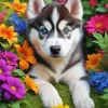 Blue Eyes Husky And Flowers Diamond Painting