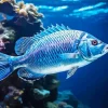 Blue Fish Underwater Diamond Painting