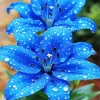 Blue Lilies Diamond Painting