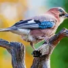 Eurasian Jay Bird Diamond Painting