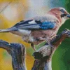Eurasian Jay Bird Diamond Painting