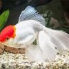Oranda Goldfish Diamond Painting
