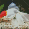 Oranda Goldfish Diamond Painting