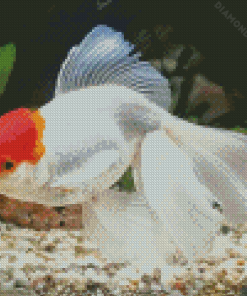 Oranda Goldfish Diamond Painting