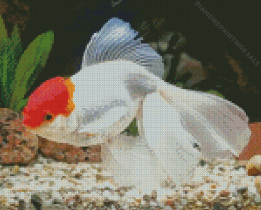 Oranda Goldfish Diamond Painting