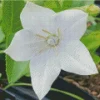 Platycodon Grandiflorus Diamond Painting