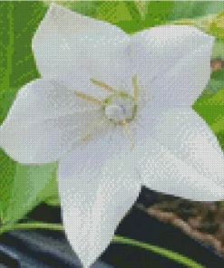 Platycodon Grandiflorus Diamond Painting