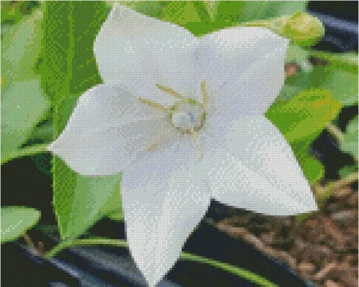 Platycodon Grandiflorus Diamond Painting