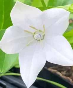 Platycodon Grandiflorus Diamond Painting