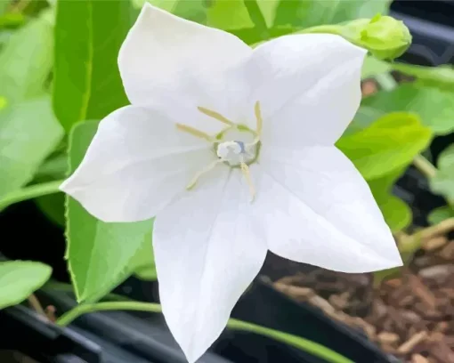 Platycodon Grandiflorus Diamond Painting