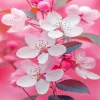 White Blossom Flowers Diamond Painting