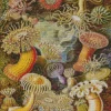 Actiniae By Ernst Haeckel Diamond Painting