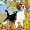 Beagle Hound Dog Diamond Painting