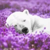 Bear And Flowers Diamond Painting