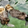Beaver Holding Hands Diamond Painting
