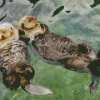 Beaver Holding Hands Diamond Painting