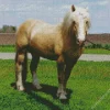 Beige Horse Diamond Painting