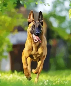 Belgian Malinois Dog Diamond Painting