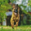 Belgian Malinois Dog Diamond Painting
