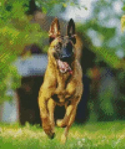 Belgian Malinois Dog Diamond Painting