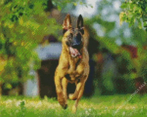 Belgian Malinois Dog Diamond Painting