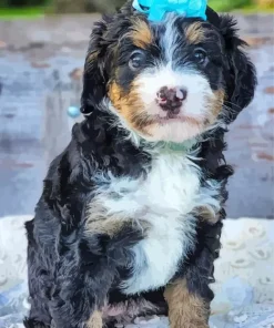 Bernedoodle Puppy Diamond Painting
