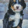Bernedoodle Puppy Diamond Painting