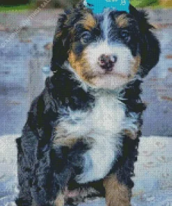Bernedoodle Puppy Diamond Painting
